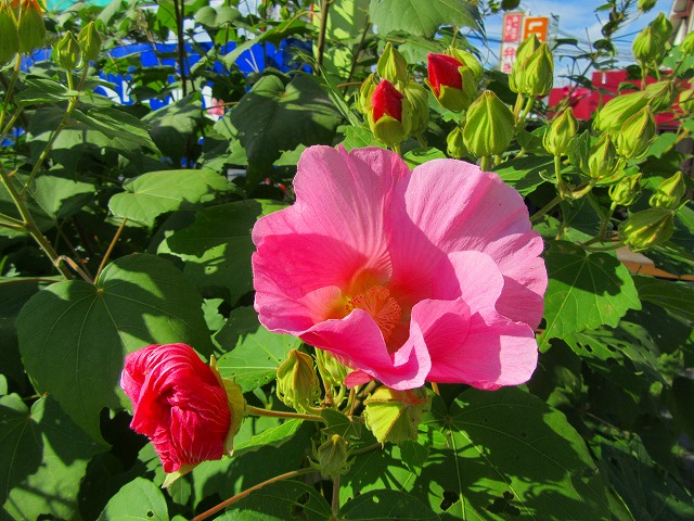 酔芙蓉の花です 滋賀のリフォーム ガーデン 太陽光発電の株式会社サン工房